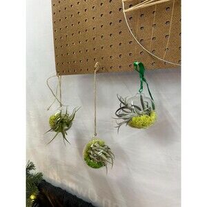 Terrarium with Tillandsia Air Plant